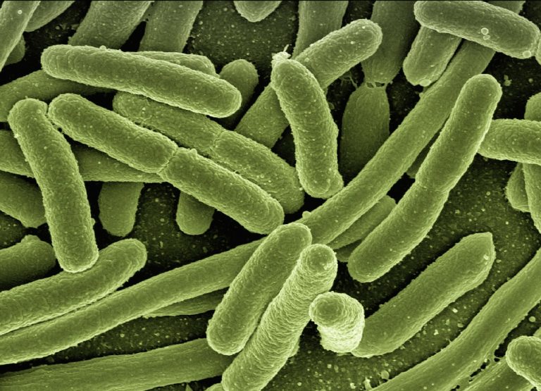 Pasożyty i patogeny jelitowe – co warto wiedzieć?